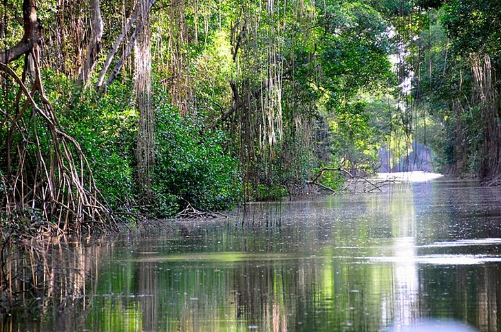 Caroni Swamp National Park (Caroni Swamp)